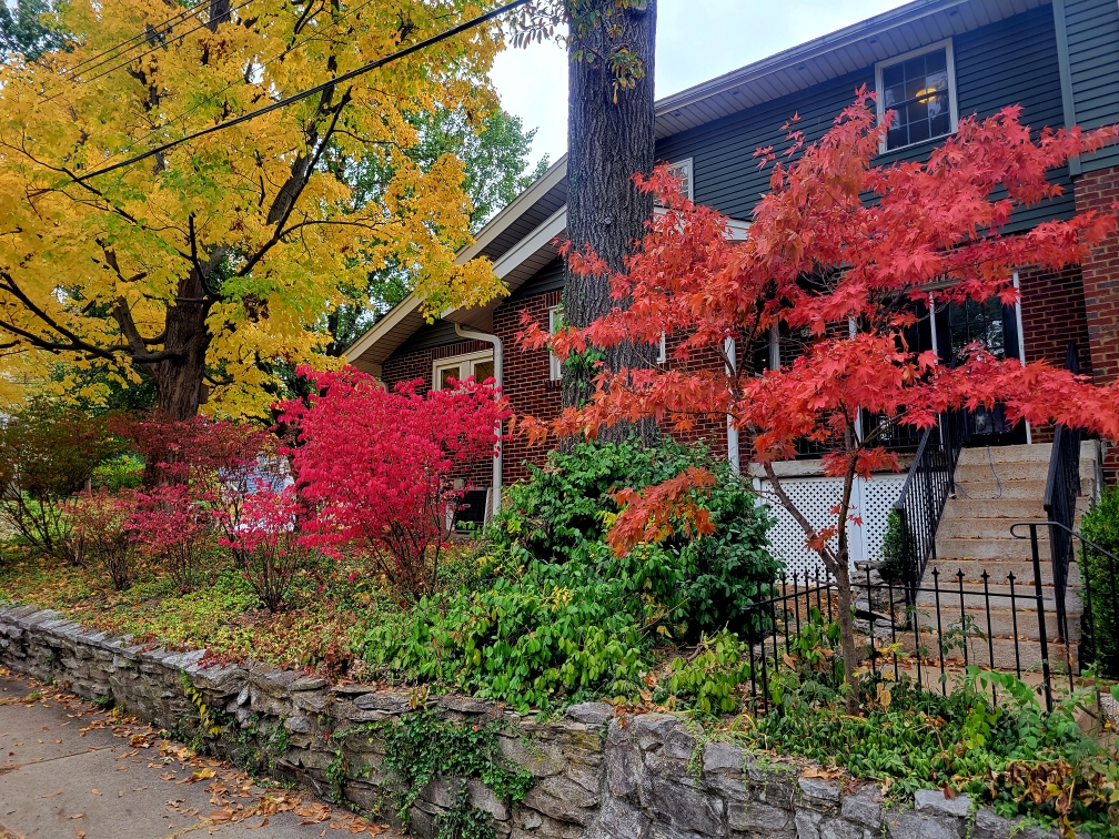 2023-10-25 Tuxelia fall.jpg